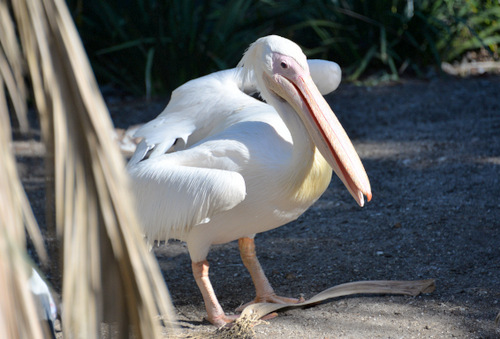 World of Birds Wildlife Sanctuary.